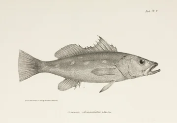 Camotillo, Océan Pacifique, vers 1832-1836