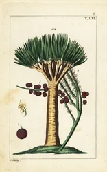 Dragonnier des Canaries, Dracaena draco. Vulnérable