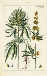 Plante de cannabis, Cannabis sativa