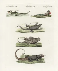 Lézard à ceinture du Cap (saurien africain), Cordylus cordylus 1, lézard de Madagascar de Cuvier, Oplurus cuvieri 2, lézard cornu des montagnes, Phrynosoma orbiculare 3, anole jamaïcain, Anolis garmani 4, et ano vert