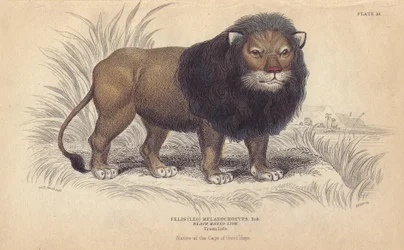 Lion du Cap. Lithographie de William Lizars, d