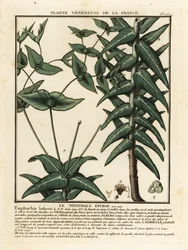 Euphorbe épurge, Euphorbia lathyris