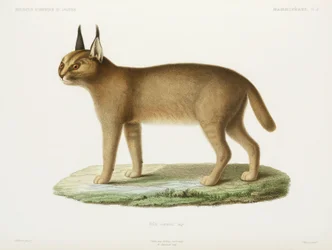 Caracal, Algérie