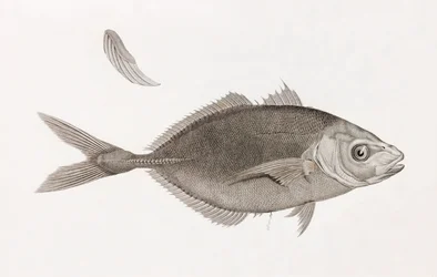 Caranx Lune, gros plan