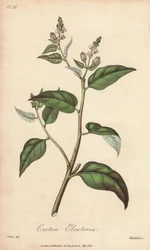 Cascarilla (Croton eleuteria) - Illustration de “Botanique médicale, description des plantes médicinales de Londres, Édimbourg et Dublin” par John Stephenson et James Morss Churchill