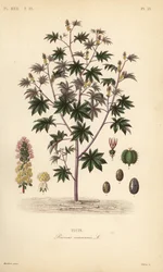 Ricin, Ricinus communis