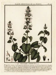 Cataire, Nepeta cataria