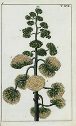 Agave américain, Agave americana