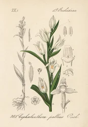 Cephalanthere à longues feuilles - Helléborine à feuilles d