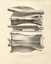 Vertèbre cervicale de Macrauchenia, un animal préhistorique trouvé par Charles Darwin lors de son voyage d