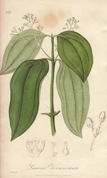 Machine à flûter de Ceylan (Cinnamomum verum) - Illustration de “Botanique médicale, description des plantes médicinales de Londres, Édimbourg et Dublin” par John Stephenson et James Morss Churchill