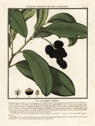 Laurier-cerise, Prunus laurocerasus