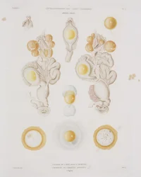 Œuf de poule dans l