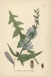 Chicorée, Cichorium intybus