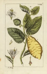 Citron montrant fruit, feuilles et fleurs, Citrus medica