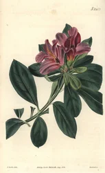 Grappe de fleurs violettes d