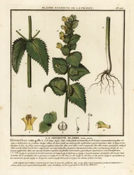 Crête-de-coq, Rhinanthus crista-galli.