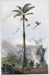Cocotier (Barrigudo)