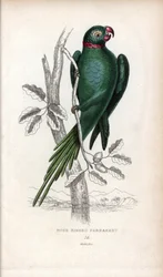 Perruche à collier, Psittacula krameri. Psittacus torquatus. Lithographie de Joseph Kidd, d