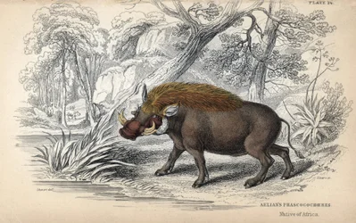 Phacochère africain commun (Phaochoerus africanus). Gravure sur cuivre par William Lizars, d