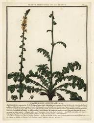 Aigremoine eupatoire, Agrimonia eupatoria