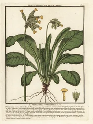 Coucou ou primevère officinale, Primula veris