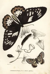 Oiseau-papillon vert commun, Ornithoptera priamus, papillon, chenille et chrysalide, et faux apollon, Archon apollinus (Doritis apollinus). Lithographie en couleur de la Galerie d