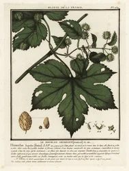 Houblon commun, Humulus lupulus