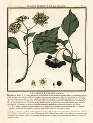 Lierre commun, Hedera helix