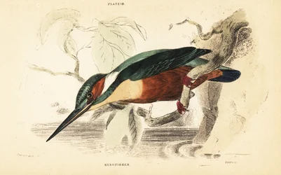 Martin-pêcheur commun, Alcedo atthis. 1889 (gravure)