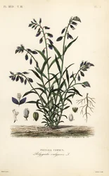 Polygala commun