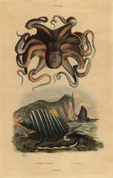 Poulpe commun, Octopus vulgaris, et escargot de mer, Dicathais orbita