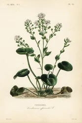 Cochléaire, Cochlearia officinalis