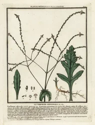 Verveine officinale, Verbena officinalis