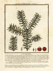 If commun ou if anglais, Taxus baccata
