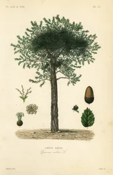Chêne-liège, Quercus suber