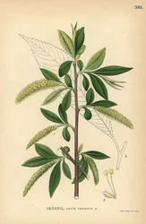 Saule fragile, Salix fragilis