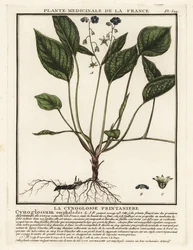 Nombril de Vénus rampant, Omphalodes verna