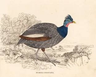 Pintade huppée, Guttera pucherani. Gravure à l