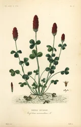 Trèfle incarnat, Trifolium incarnatum