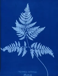 Cyanotype de Polypodium calcareum