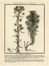 Euphorbe petit-cyprès, Euphorbia cyparissias