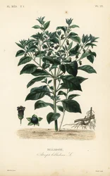 Belladone, Atropa belladonna