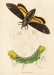 Sphinx à tête de mort, Acherontia atropos. Gravure à l
