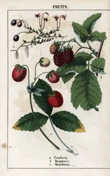 Description des baies : fruits de canneberge, framboise et fraise. Chromolithographie dans Recueil d