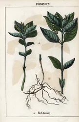 Description de la mercuriale annuelle, fleurs, fruits et racines de la plante