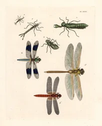 Formes larvaires de libellules 1, 2, 3, libellule à queue blanche commune, Libellula lydia 4, anax vert, Anax junius 5, et libellule écarlate ou libellule cramoisie, Crocothemis servilia 6. Lithographie coloriée à la main tirée de la nouvelle édition par