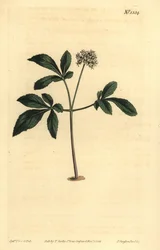 Panax trifolius
