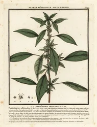 Pariétaire officinale, Parietaria officinalis