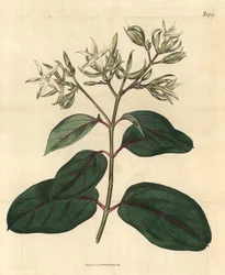 Échite - Kamettia caryophyllata (Échite à odeur de clou de girofle, Echites caryophyllata). Gravure botanique coloriée à la main de John Sims